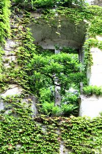 Ivy growing on tree