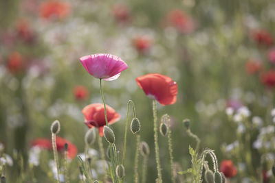 Close-up of poppy flowers on field