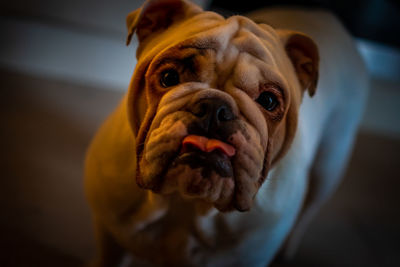 Close-up portrait of dog