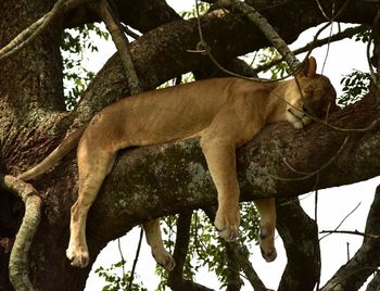 Low angle view of cat on tree