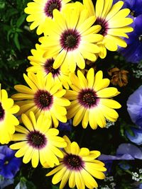 Close-up of fresh yellow flowers blooming outdoors