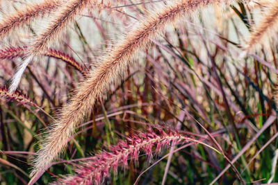 Close-up of plant on field