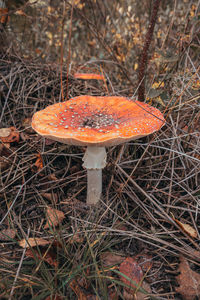 High angle view of mushroom growing on field