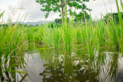 Grass growing on field by lake against sky