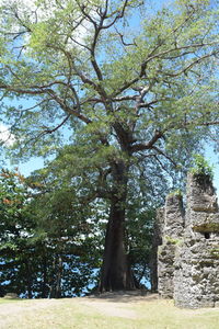 Trees against sky