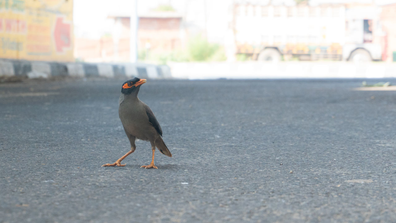 SIDE VIEW OF A BIRD ON A CITY