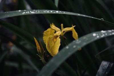 Close-up of yellow flowering plant