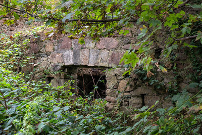 Old building by trees in forest