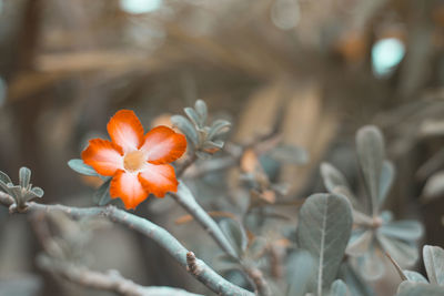 Close-up of orange flowering plant