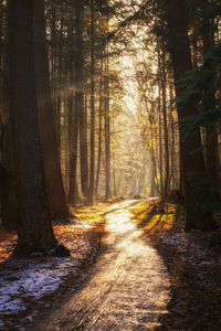 Trees in forest during sunset