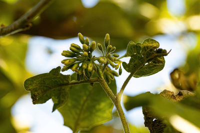 Close-up of plant