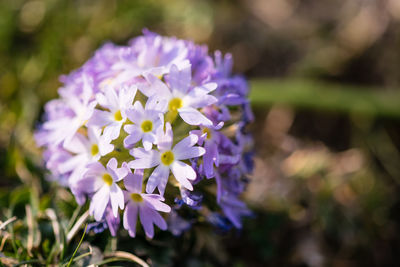 Close-up of purple flowering plant