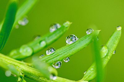 Close-up of water drops on green leaves during rainy season