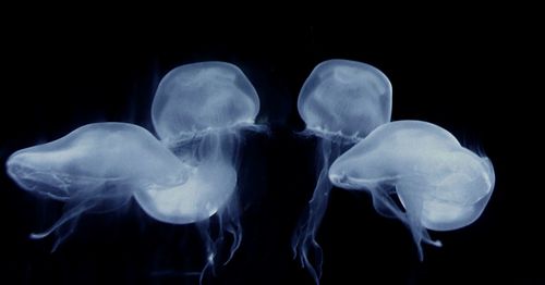 Close-up of jellyfish over white background