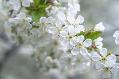 Flowers of the cherry blossoms on a spring day background