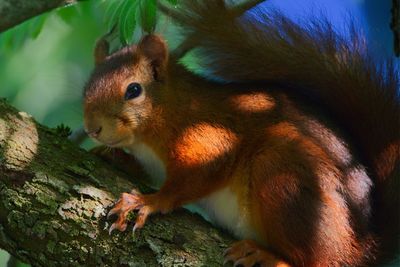 Close-up of squirrel