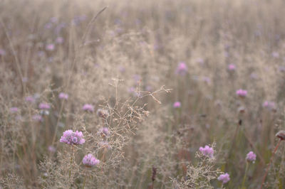 High angle view of clover flowers growing on grassy field