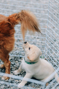 View of two dogs