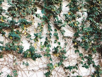 Close-up of ivy on tree