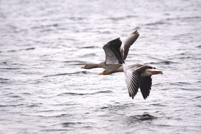 Seagull flying over sea