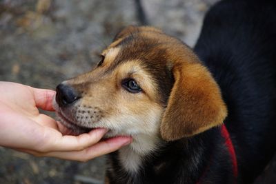 Close-up of human hand touching dog