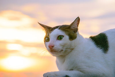 Close-up of a cat looking away against sky