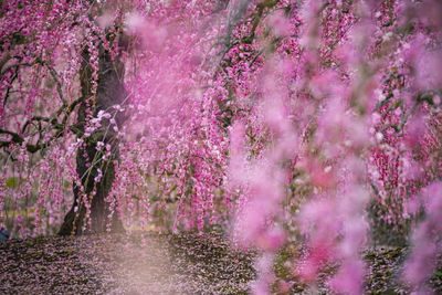 Pink cherry blossoms in park