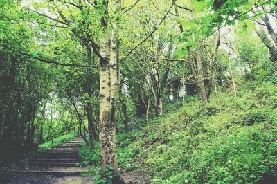 Trees in forest