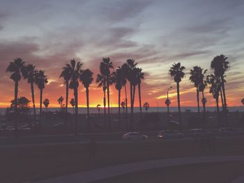 Palm trees at sunset