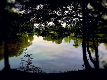 Reflection of trees in lake