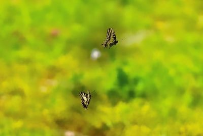 Butterfly flying