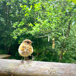 Close-up of bird perching on tree