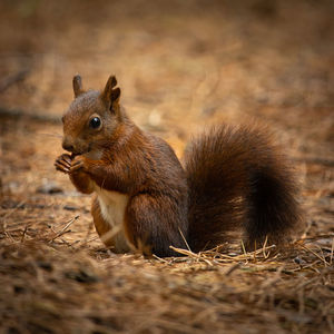 Close-up of squirrel on field