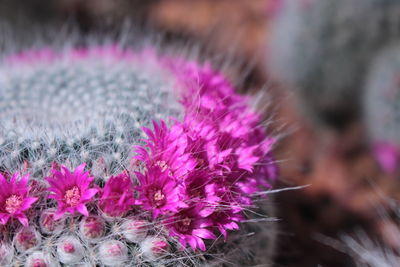 Close-up of thistle blooming outdoors