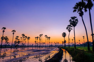 Silhouette palm trees by road against sky during sunset