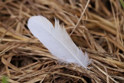 Close-up of feather on dry plant