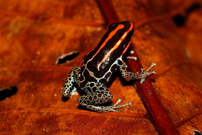 High angle view of a lizard on wood