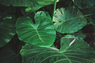 High angle view of green leaves on plant