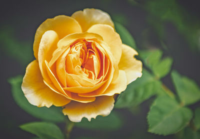 Close-up of yellow rose