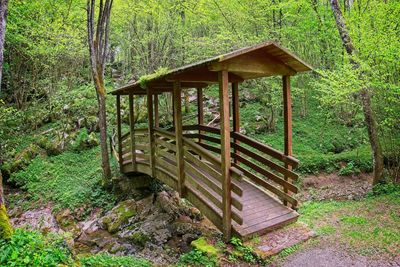 Gazebo in forest