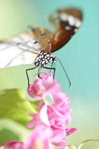 Close-up of butterfly perching on flower