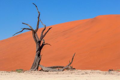 Dead tree on desert against clear sky