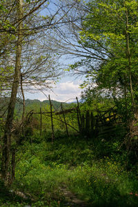 Scenic view of forest against sky