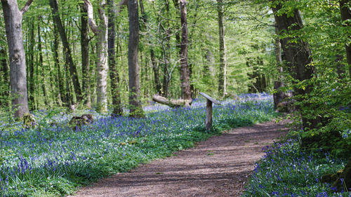 Footpath amidst trees in forest