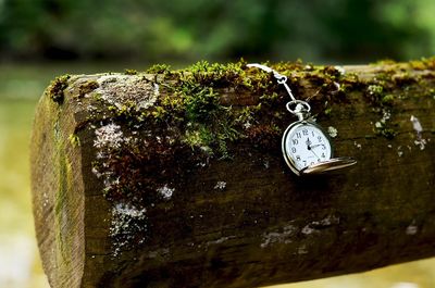 Close-up of clock hanging on tree trunk