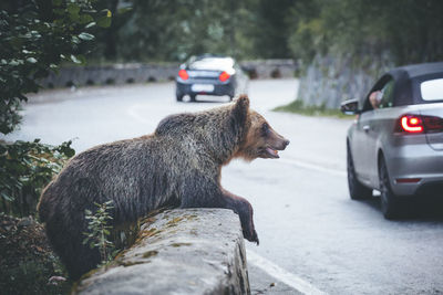 Bear sitting on retaining wall in forest