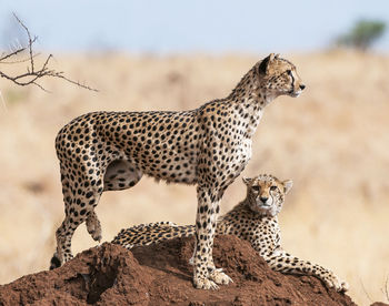 View of a cat on rock