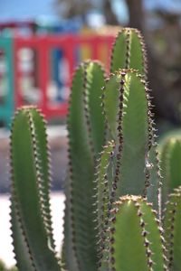 Close-up of succulent plant