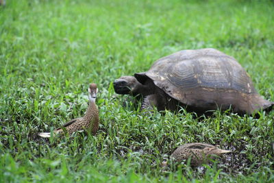Turtle on field