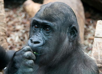 Close-up portrait of black